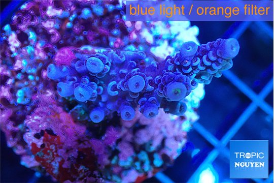 Acropora tenuis blue purple 2-4 cm WYSIWYG acclimaté