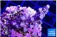 Acropora tenuis blue purple 2-4 cm WYSIWYG acclimaté