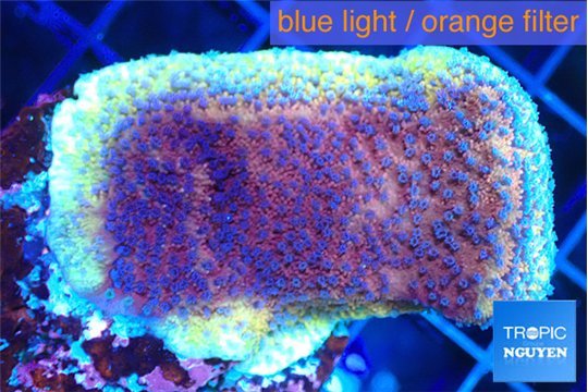Montipora purple cap 3-4 cm WYSIWYG acclimaté