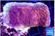 Montipora purple cap 3-4 cm WYSIWYG acclimaté