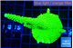 Acropora full neon green 5-6 cm WYSIWYG acclimaté