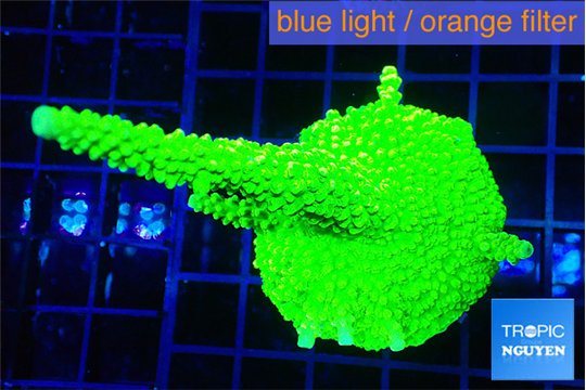 Acropora full neon green 5-6 cm WYSIWYG acclimaté