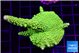 Acropora full neon green 5-6 cm WYSIWYG acclimaté