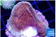 Montipora purple cap 2-4 cm WYSIWYG acclimaté