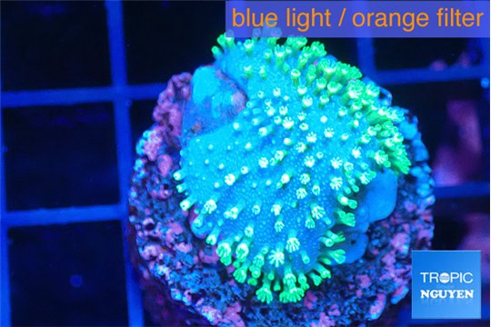 Sarcophyton full neon green polyps Australia 1-2 cm WYSIWYG acclimaté
