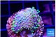 Sarcophyton full neon green polyps Australia 1-2 cm WYSIWYG acclimaté