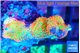Montipora red fire forest 2-4 cm WYSIWYG acclimaté