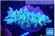 Acropora green purple 7-11 cm WYSIWYG acclimaté
