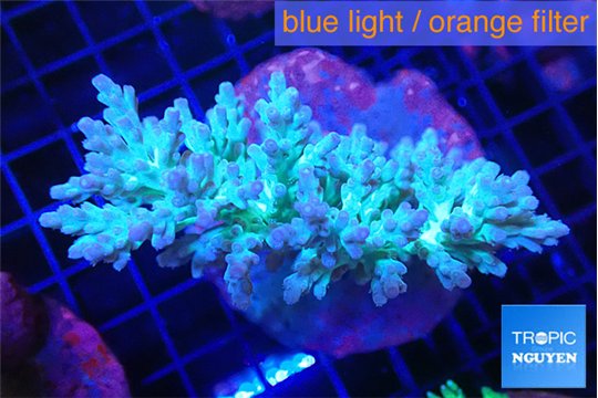 Acropora green purple 7-11 cm WYSIWYG acclimaté