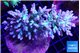 Acropora green purple 7-11 cm WYSIWYG acclimaté