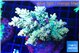 Acropora sunset 7-11 cm WYSIWYG acclimaté