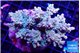 Acropora sunset 7-11 cm WYSIWYG acclimaté