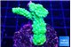 Acropora full neon green 3-4 cm WYSIWYG acclimaté