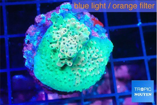 Acropora sunset 2-4 cm WYSIWYG acclimaté