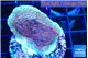 Montipora purple cap 2-4 cm WYSIWYG acclimaté