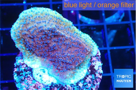 Montipora purple cap 2-4 cm WYSIWYG acclimaté