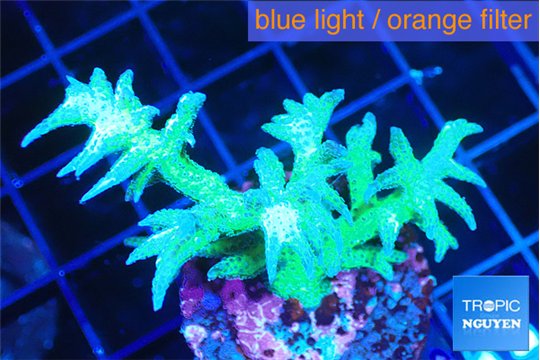 Seriatopora hystrix golden 4-5 cm WYSIWYG acclimaté