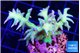 Seriatopora hystrix golden 4-5 cm WYSIWYG acclimaté