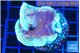 Montipora purple cap 3-4 cm WYSIWYG acclimaté