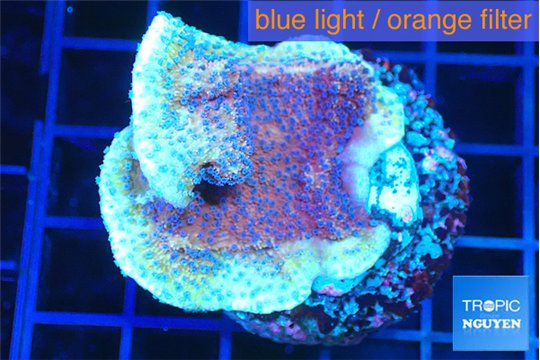 Montipora purple cap 3-4 cm WYSIWYG acclimaté