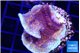 Montipora purple cap 3-4 cm WYSIWYG acclimaté