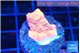 Montipora red cap 2-3 cm WYSIWYG acclimaté