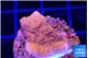 Montipora red cap 2-3 cm WYSIWYG acclimaté
