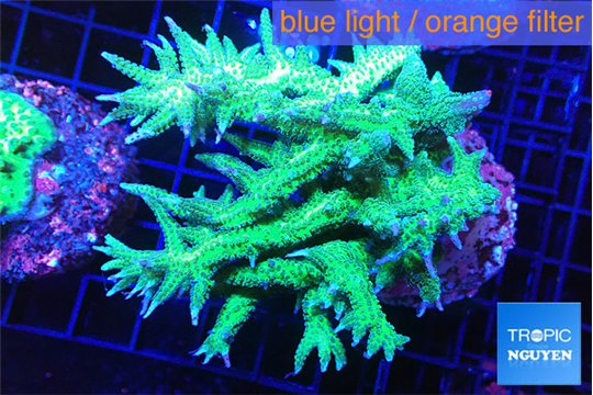 Seriatopora hystrix golden 3-5 cm WYSIWYG acclimaté