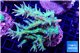 Seriatopora hystrix golden 3-5 cm WYSIWYG acclimaté