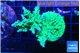 Acropora green & blue tip 5-6 cm WYSIWYG acclimaté