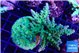 Acropora green & blue tip 5-6 cm WYSIWYG acclimaté