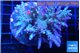 Acropora purple 7-11 cm WYSIWYG acclimaté