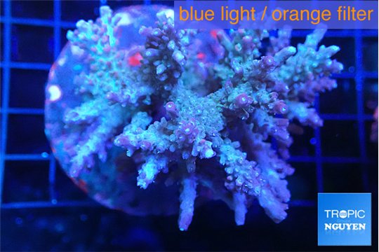 Acropora purple 7-11 cm WYSIWYG acclimaté