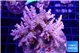 Acropora purple 7-11 cm WYSIWYG acclimaté