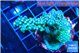 Acropora humilis big finger 3-5 cm WYSIWYG acclimaté