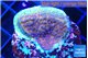 Montipora purple cap 2-4 cm WYSIWYG acclimaté
