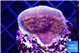 Montipora purple cap 2-4 cm WYSIWYG acclimaté