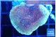 Montipora purple cap 2-4 cm WYSIWYG acclimaté