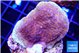 Montipora purple cap 2-4 cm WYSIWYG acclimaté