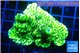 Montipora green 3-4 cm WYSIWYG acclimaté