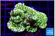 Montipora green 3-4 cm WYSIWYG acclimaté