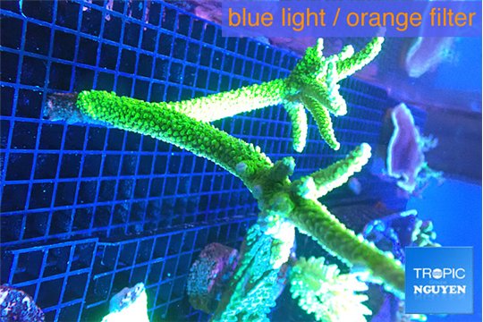 Acropora full neon green frag 16-22 cm WYSIWYG acclimaté