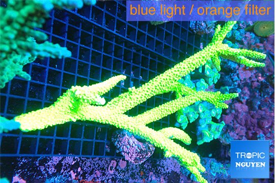 Acropora full neon green frag 16-22 cm WYSIWYG acclimaté