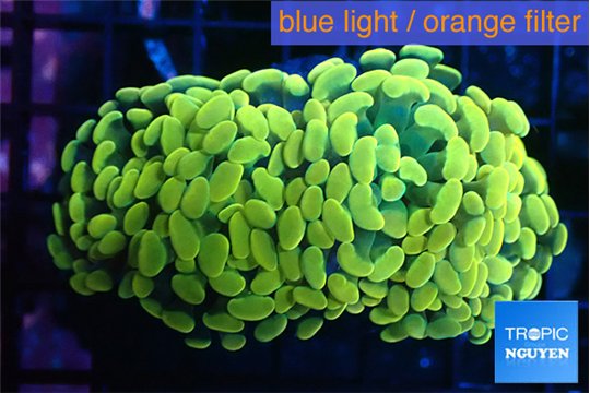 Euphyllia paraancora golden 4-7 cm WYSIWYG acclimaté