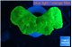 Caulastrea neon green 4 polyps WYSIWYG acclimaté