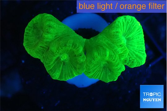 Caulastrea neon green 4 polyps WYSIWYG acclimaté