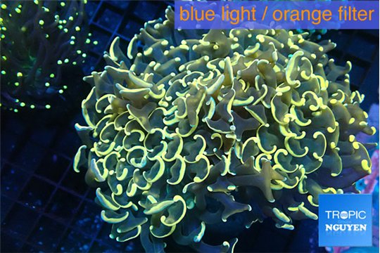 Euphyllia ancora orange 11-16 cm WYSIWYG acclimaté