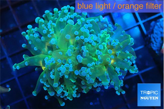 Euphyllia paradivisa green sunset 4-7 cm WYSIWYG acclimaté