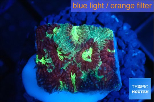 Favia red green 1-3 cm WYSIWYG acclimaté