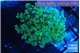 Euphyllia paradivisa green sunset 4-7 cm WYSIWYG acclimaté